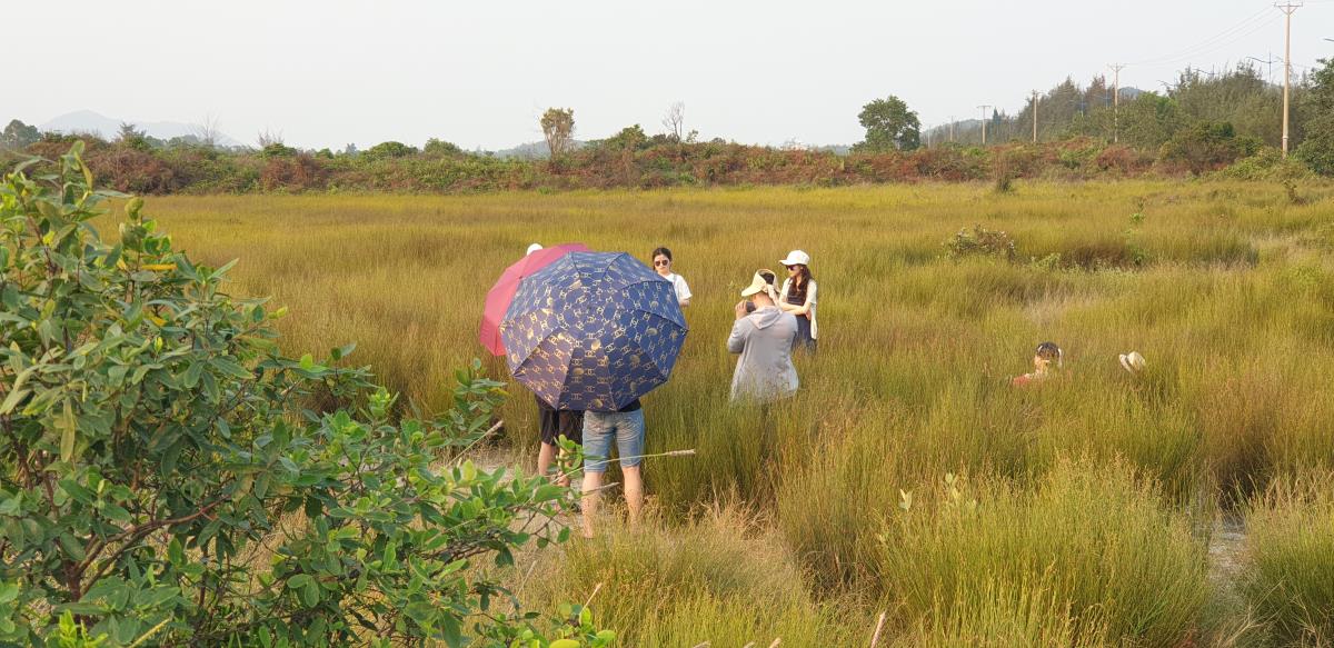 Du khách check-in trên cánh đồng cỏ thanh hao Quan Lạn dịp lễ 30.4-1.5. Ảnh: Nguyễn Hùng