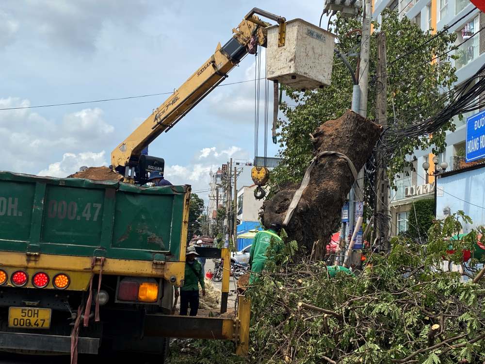Các cây xanh được công nhân đốn hạ trên đường Hoàng Hoa Thám, quận Tân Bình. Ảnh: Minh Tâm