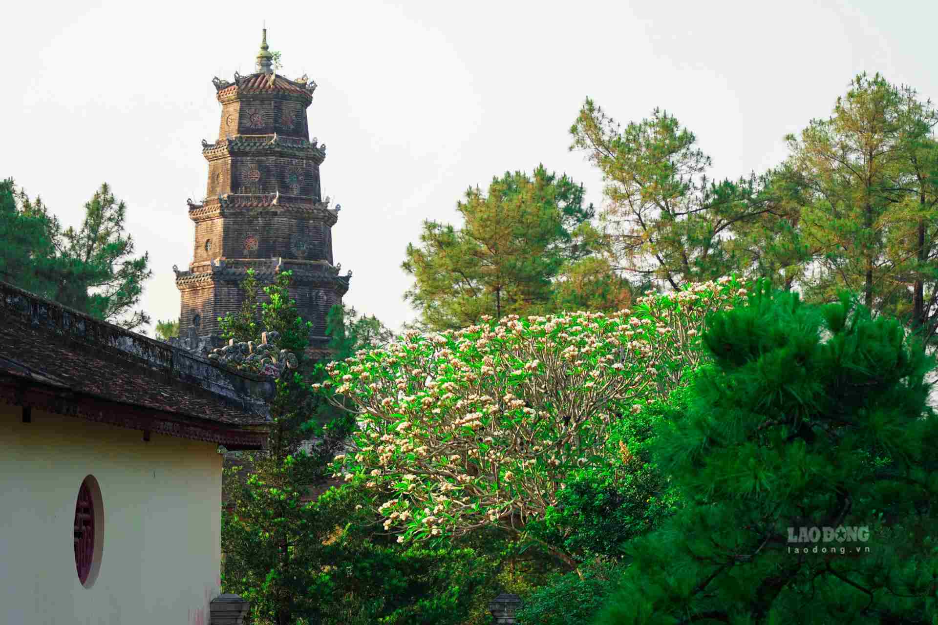 Những ngày này, khi tham quan khu vực Kinh thành Huế, chùa Thiên Mụ hay nhiều nơi khác, khách tham quan có thể dễ dàng cảm nhận những hàng sứ trắng đang tỏa hương thoang thoảng, nổi bật với màu trắng tinh khôi của bông hoa. 