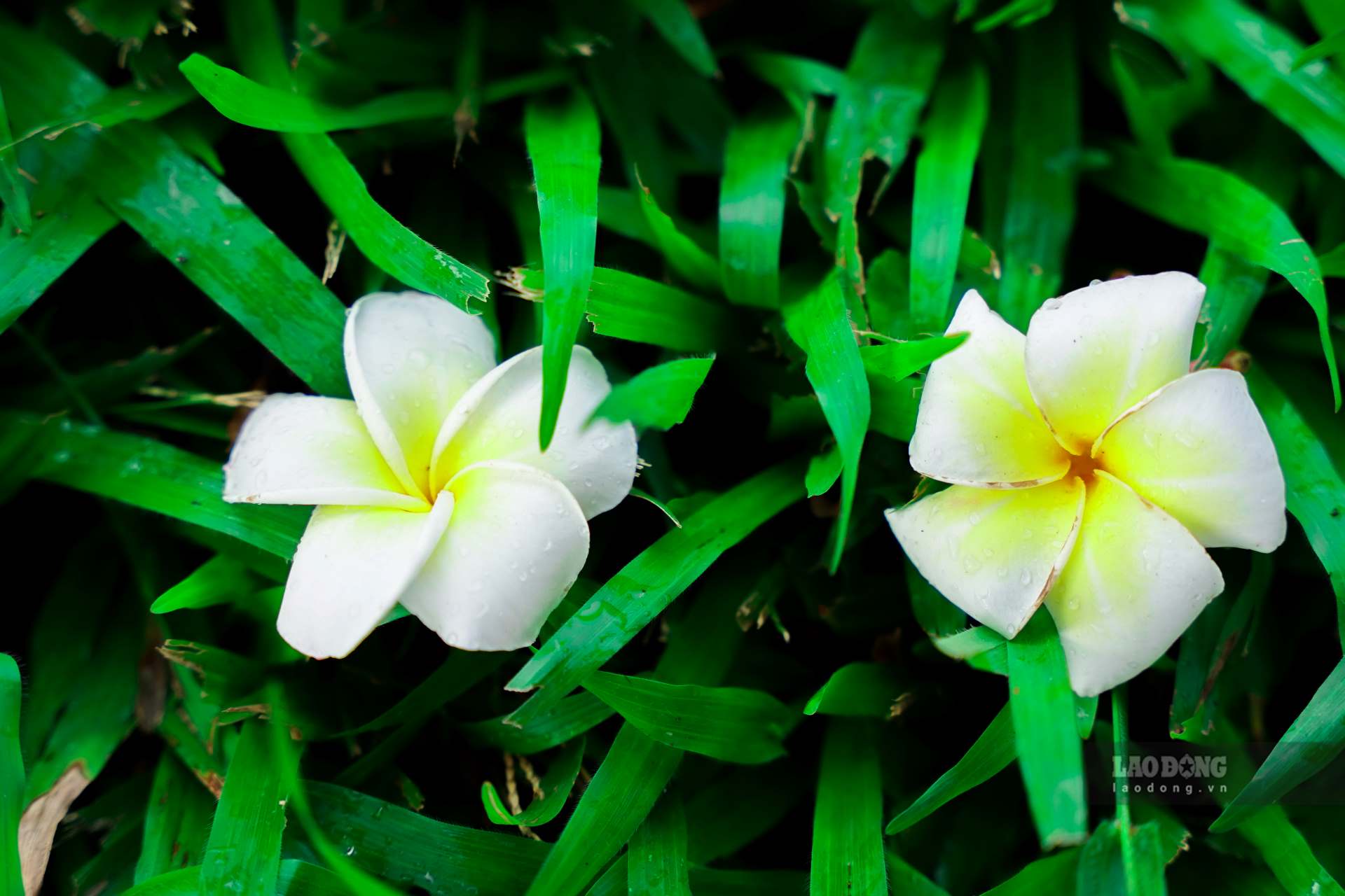 Từ lâu sứ trắng là loại cây hoa được ưa chuộng và trồng phổ biến ở nhiều nơi trên cả nước. Loại cây hoa này đã trở thành biểu tượng ở một số công trình như đình, đền ngày xưa và nay chúng được trồng ngày càng nhiều ở các khu vực công cộng.