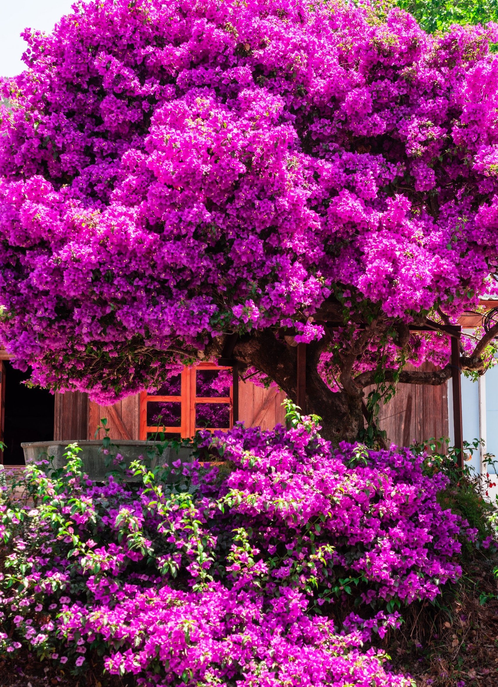 Dù nhìn xa hay gần thì cây hoa giấy như 1 bông màu tím khổng lồ nổi bật giữa vùng ngoại ô của Đà Lạt.