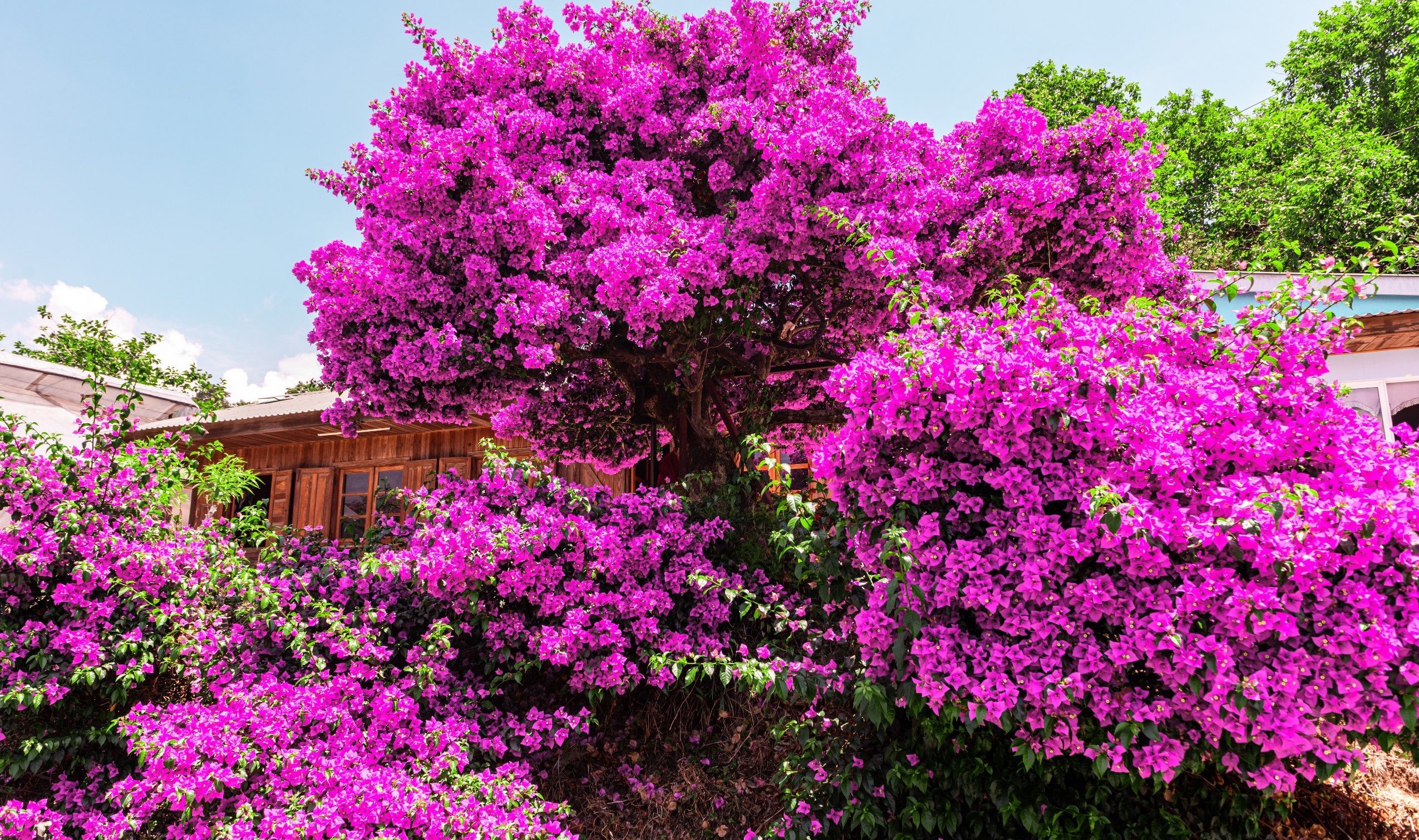 Mỗi năm, vào hè, cây hoa giấy nằm ở xã Trạm Hành, TP Đà Lạt lại bung nở rực rỡ, tỏa sắc hồng tươi khắp cả một khoảng sân và trở thành điểm đến thu hút nhiều du khách. 