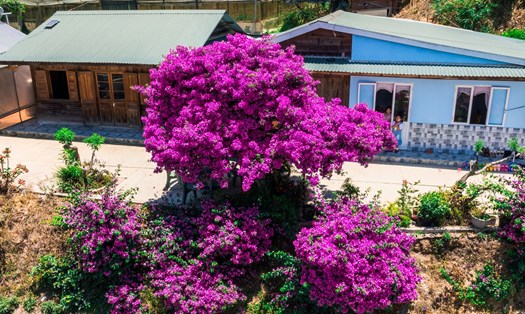 Cây hoa giấy này khác các loại hoa giấy dây leo hay thường được trồng ven bờ rào, bám khung cửa bởi nó thuộc giống thân gỗ.