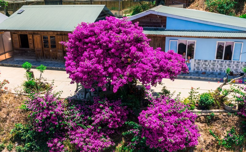 Cây hoa giấy này khác các loại hoa giấy dây leo hay thường được trồng ven bờ rào, bám khung cửa bởi nó thuộc giống thân gỗ.