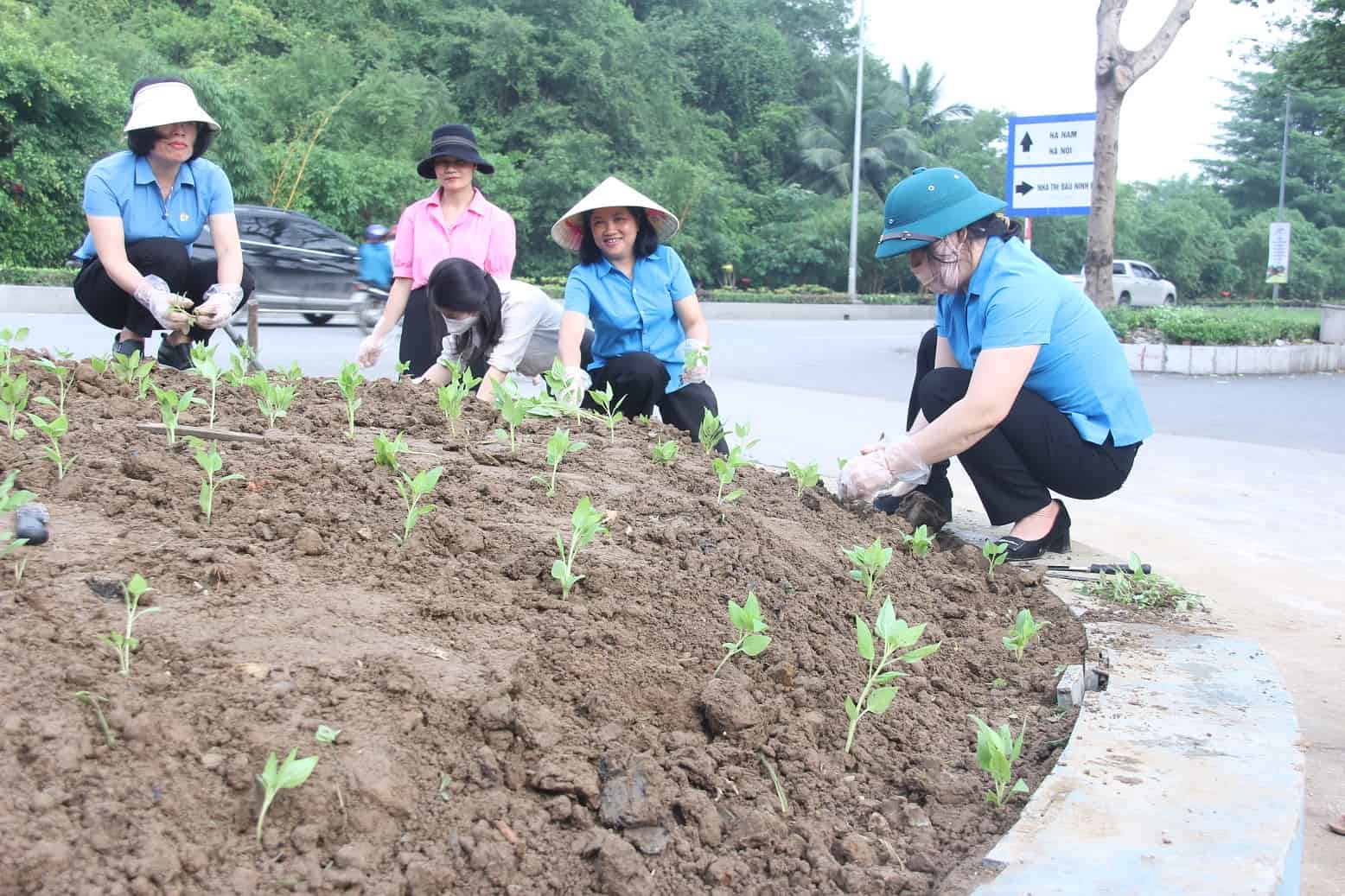 Các loài hoa được trồng chủ yếu là hoa mào gà, hoa chuông vàng... Ảnh: Nguyễn Trường