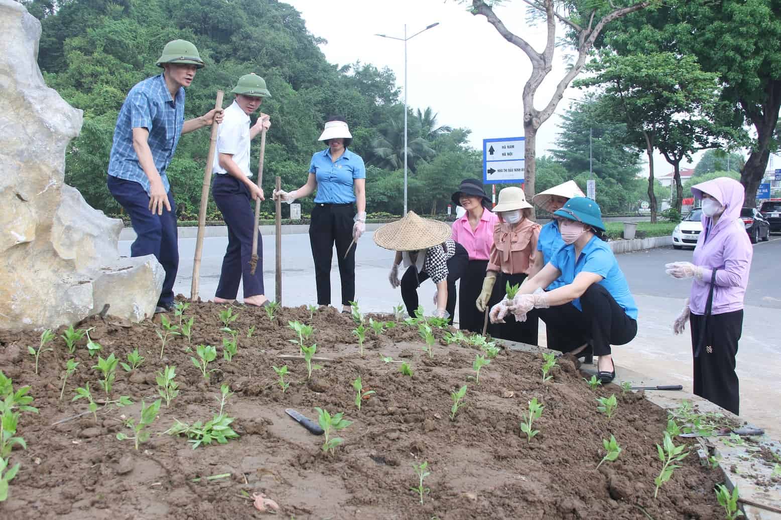 Ngoài việc trồng hoa trên tuyến đường Đào Duy Từ, LĐLĐ thành phố Ninh Bình cũng đã triển khai trồng và chăm sóc gần 1ha hoa các laoij tại khu vực phía Đông Nhà thi đấu tỉnh Ninh Bình. Ảnh: Nguyễn Trường