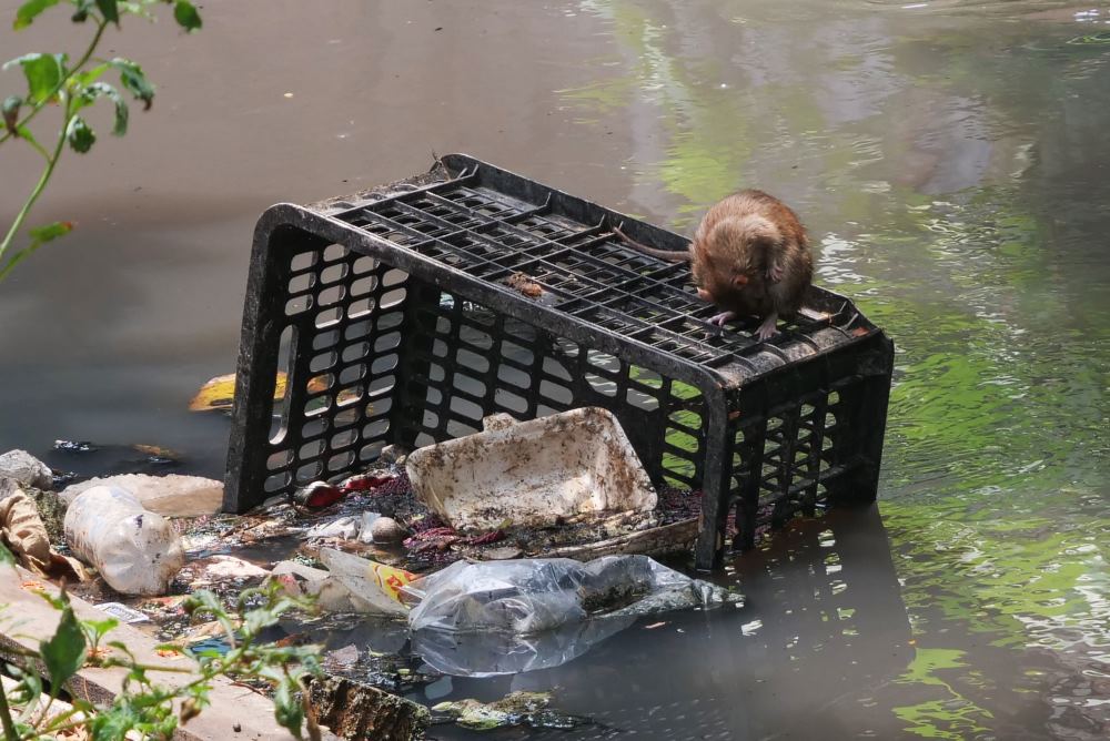  Trước thời tiết nóng oi bức như hiện nay, rác sinh hoạt kèm theo xác động vật gây mùi hôi thối, ảnh hưởng tới cuộc sống của hàng trăm hộ dân xung quanh kênh.