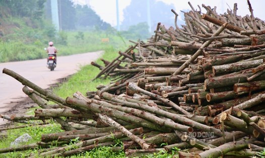 Bãi tập kết gỗ trái phép la liệt giữa cung đường nghìn tỉ ở Thái Nguyên. Ảnh: Việt Bắc