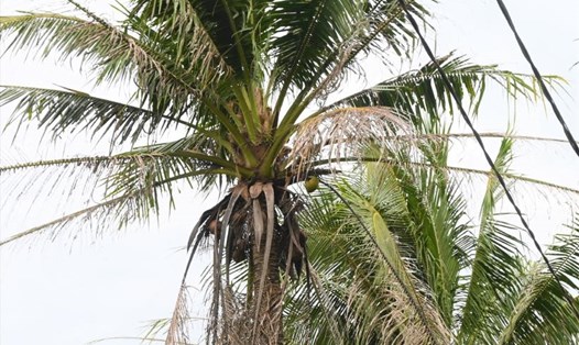 Hơn 2.600 ha diện tích trồng dừa ở Bến Tre bị sâu đầu đen tấn công. Ảnh: Thành Nhân