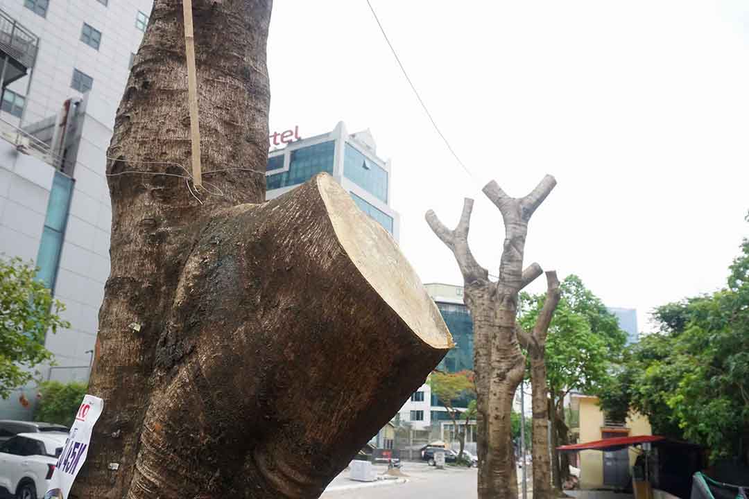 Các cây xanh tại phố Duy Tân (Cầu Giấy, Hà Nội) bị hết phần cành cây khiến nhiều người tiếc nuối. Ảnh: Nhật Minh