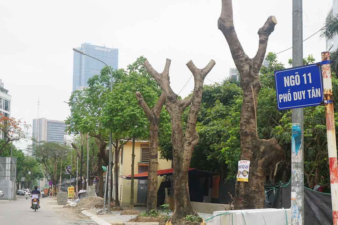 Hàng cây xanh tại ngõ 11 phố Duy Tân (Cầu Giấy, Hà Nội) bị cưa phần cành và ngọn. Ảnh: Nhật Minh
