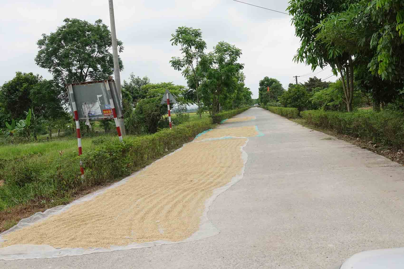 Hình ảnh lúa phơi trên đường ở Hà Tĩnh rất dễ bắt gặp ở nhiều nơi khi nông dân đang vào vụ thu hoạch. Ảnh: Trần Tuấn.