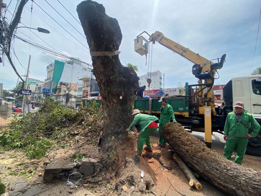 Đốn hạ trên đường Hoàng Hoa Thám để mở rộng đường. Ảnh: Minh Tâm