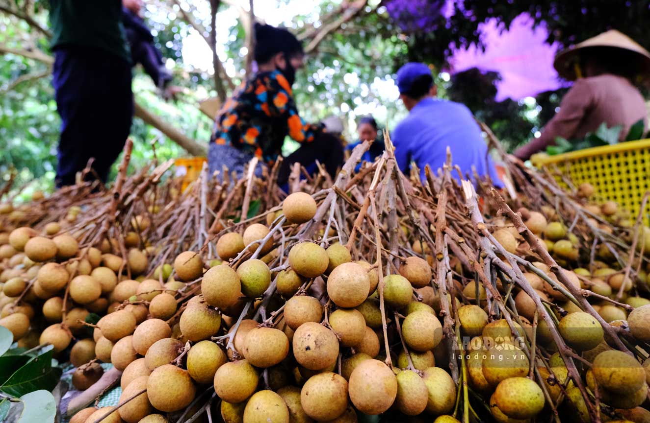 Nhà vườn trồng nhãn Ido tại huyện Phong Điền (TP Cần Thơ) vẫn có lãi khá dù giá nhãn giảm gần một nửa. Ảnh: Mỹ Ly