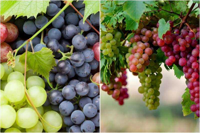 Nho có nhiều lợi ích cho sức khỏe. Đồ họa: Thanh Thanh