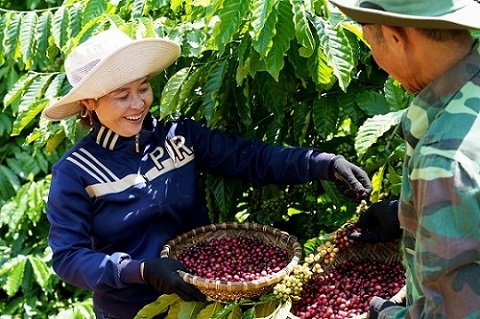  Nestlé thúc đẩy nền nông nghiệp phát thải thấp qua mô hình nông nghiệp tái sinh