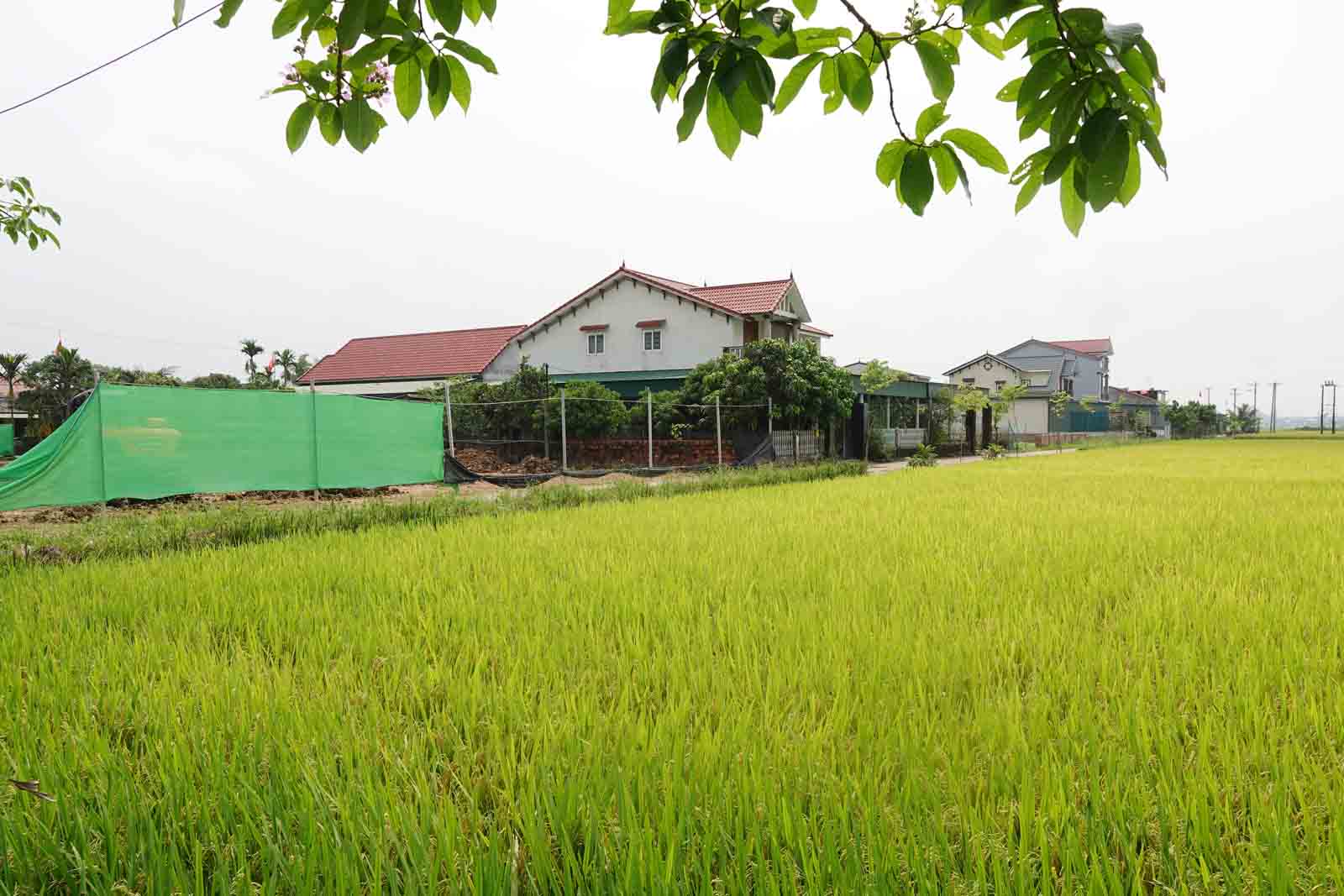 Những ngôi nhà dân khang trang bên đông lúa tạo cảm giác bình yên ở xã Cẩm Quan. Ảnh: Trần Tuấn.