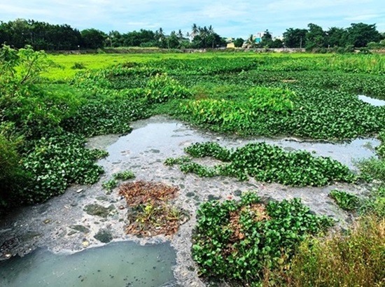 Nhiều năm qua, người dân sống xung quanh hồ điều hòa Bầu Cả phải chịu rất nhiều khổ sở vì mùi hôi thối bốc lên từ hồ. Ảnh: Viên Nguyễn