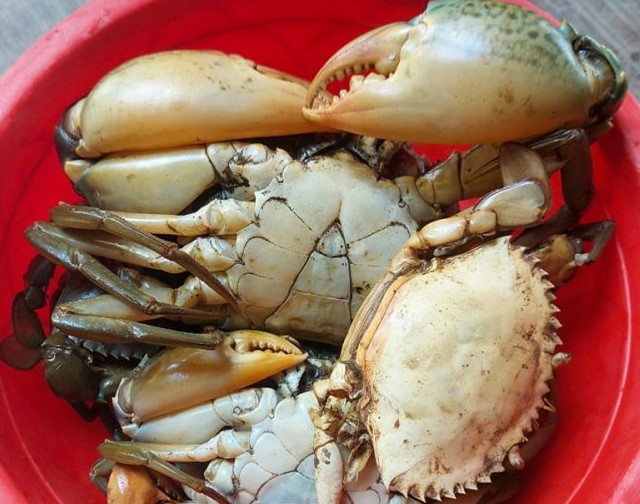 Nắng nóng kéo dài khiến cua nuôi tại Cà Mau chết hàng loạt. Ảnh: Nhật Hồ