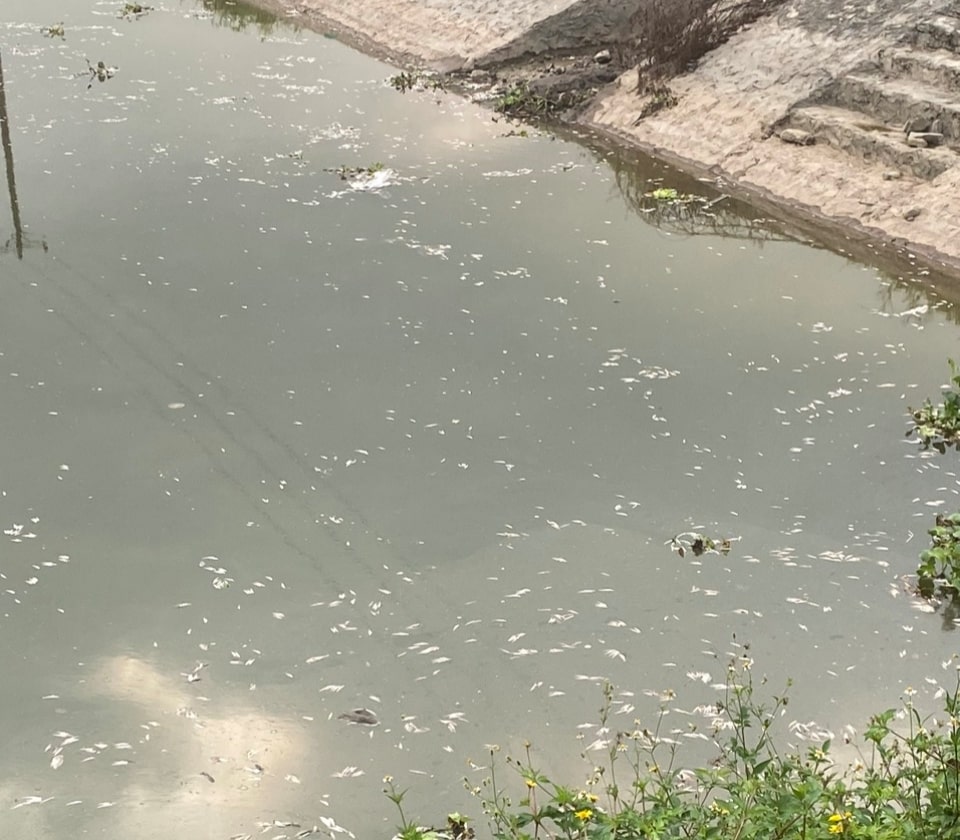 Người dân ở đây nghi ngờ, cá chết là do nước thải của một số nhà máy sản xuất tại KCN Khánh Phú thải ra môi trường chưa qua xử lý. Ảnh: Nguyễn Trường