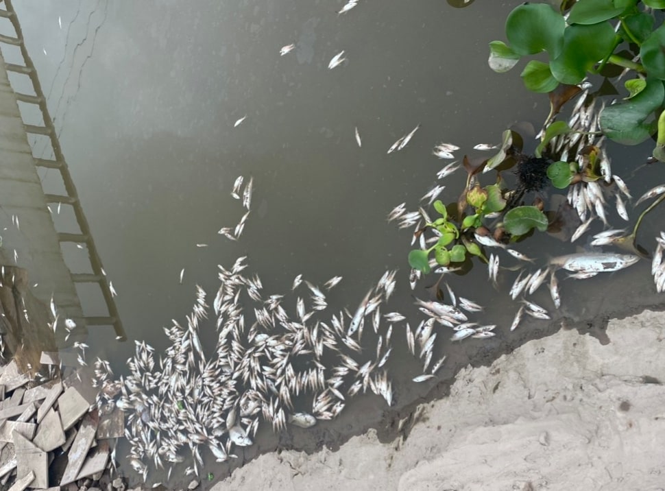 Cá chết Ảnh: Nguyễn Trường
