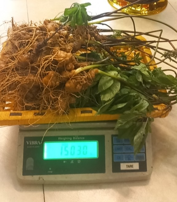 Sâm Ngọc Linh giới thiệu trồng ở Sa Pa có giá bán 5,5 triệu đồng/1,5 kg.