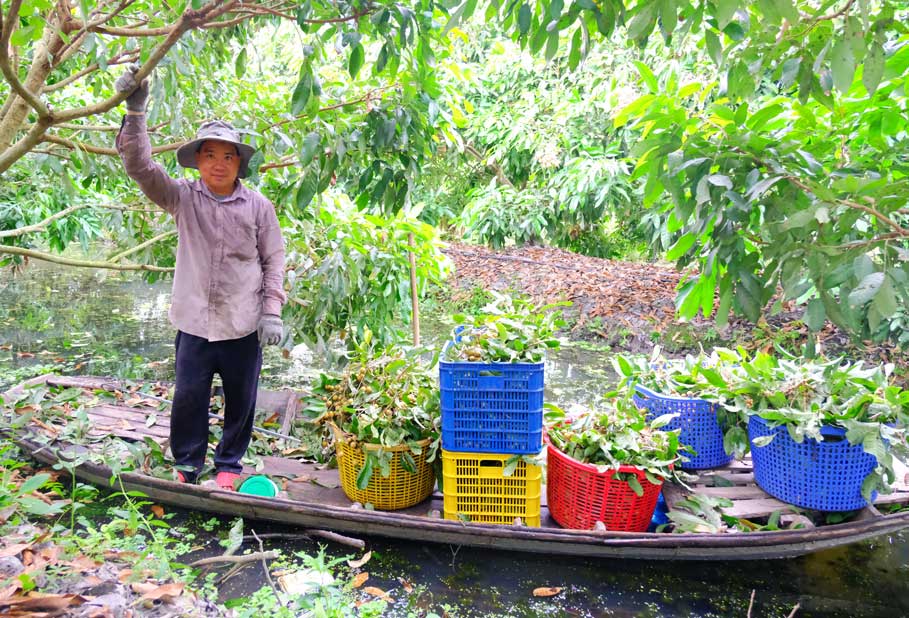 Lao động nam phụ trách công việc hái, vận chuyển,...sẽ được thuê với giá 400.000 đồng/người. Lao động nữ đảm nhận công việc nhẹ nhàng hơn, chủ yếu là lặt, phân loại trái,... với tiền thuê là 300.000 đồng/người. Ảnh: Mỹ Ly