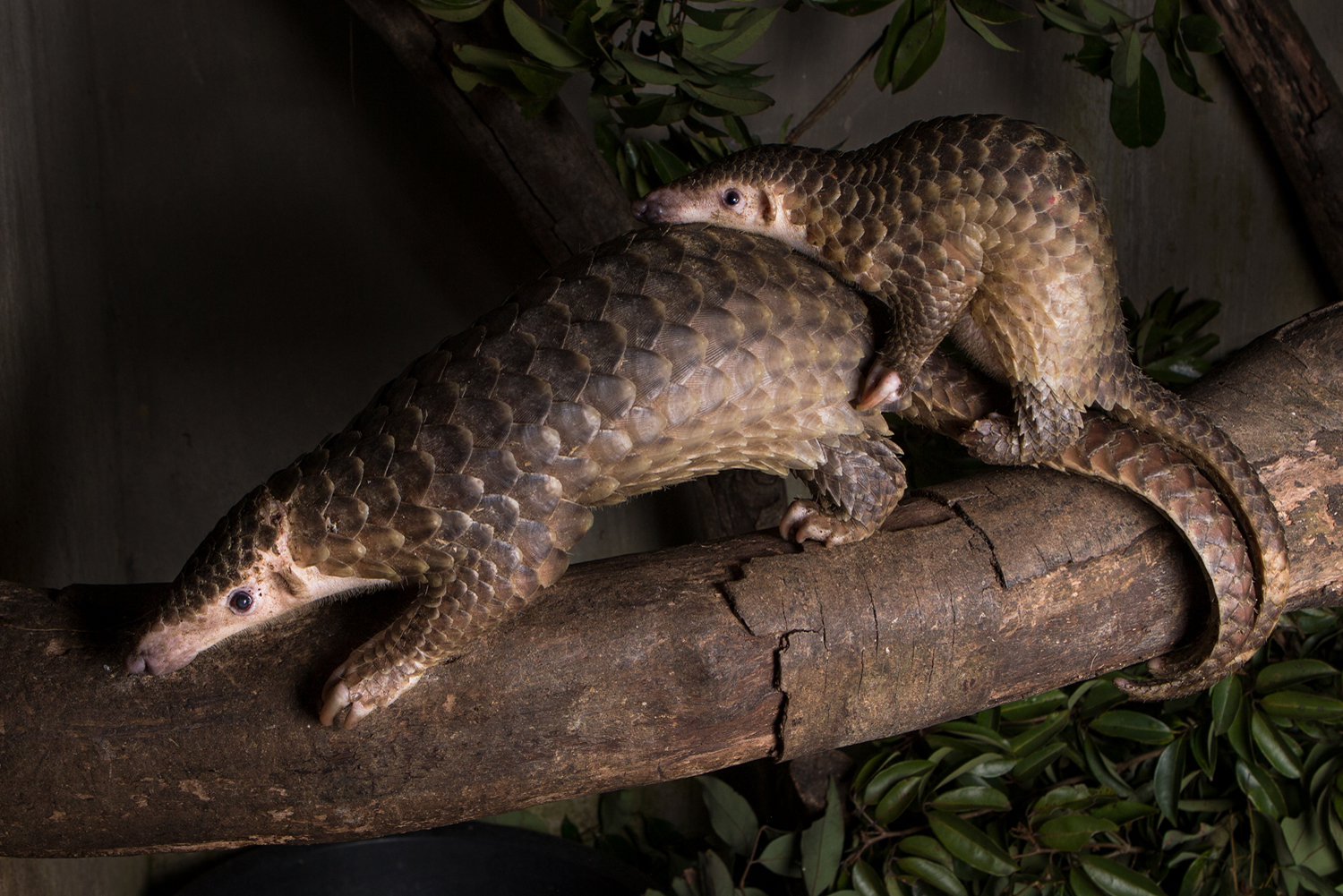 Tour đêm đưa khách ngắm nhìn Tê tê, Cầy vằn, Cầy mực, Mèo rừng, Rái cá và Culi trong rừng. Ảnh: Vườn quốc gia Cúc Phương