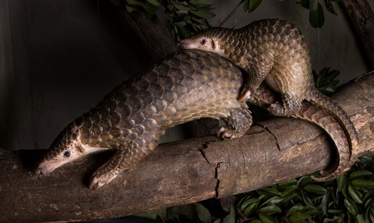 Tour đêm đưa khách ngắm nhìn Tê tê, Cầy vằn, Cầy mực, Mèo rừng, Rái cá và Culi trong rừng. Ảnh: Vườn quốc gia Cúc Phương