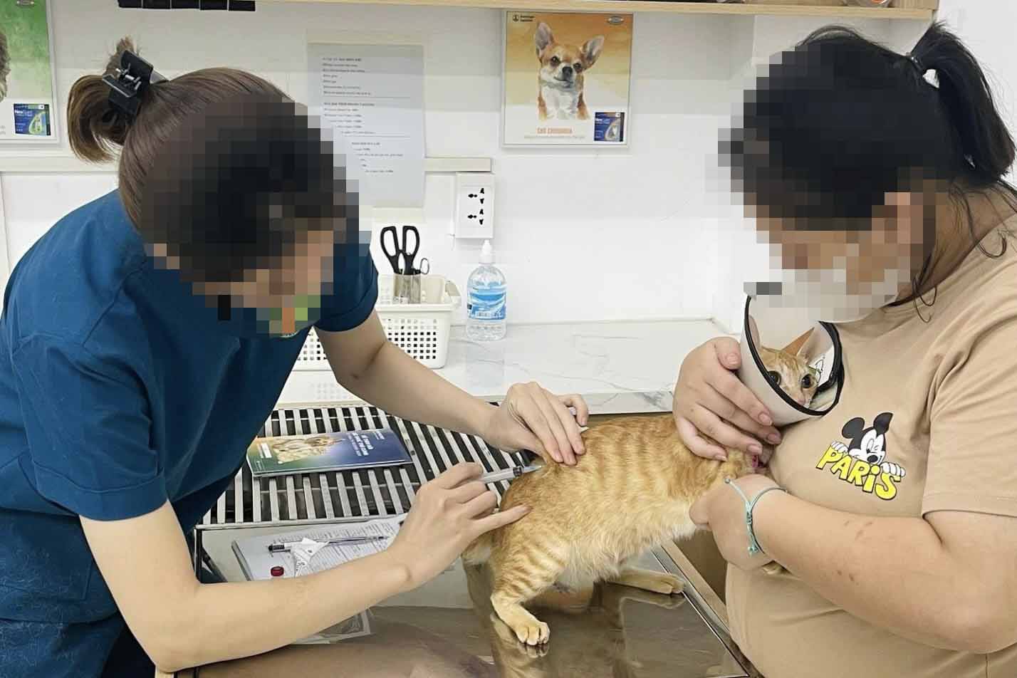 Đưa thú cưng đi điều trị tại một bệnh viện thú y ở Hà Nội. Ảnh: NVCC