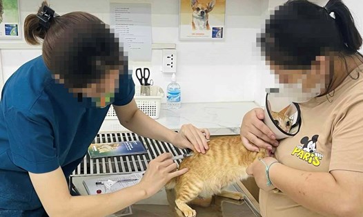 Đưa thú cưng đi điều trị tại một bệnh viện thú y ở Hà Nội. Ảnh: NVCC