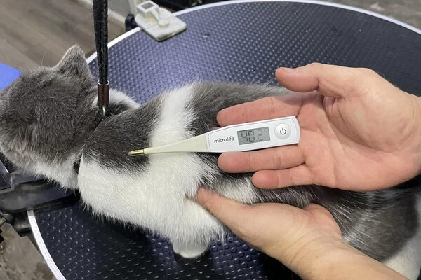 Đo nhiệt độ, kiểm tra tình trạng sức khoẻ cho thú cưng. Ảnh: NVCC