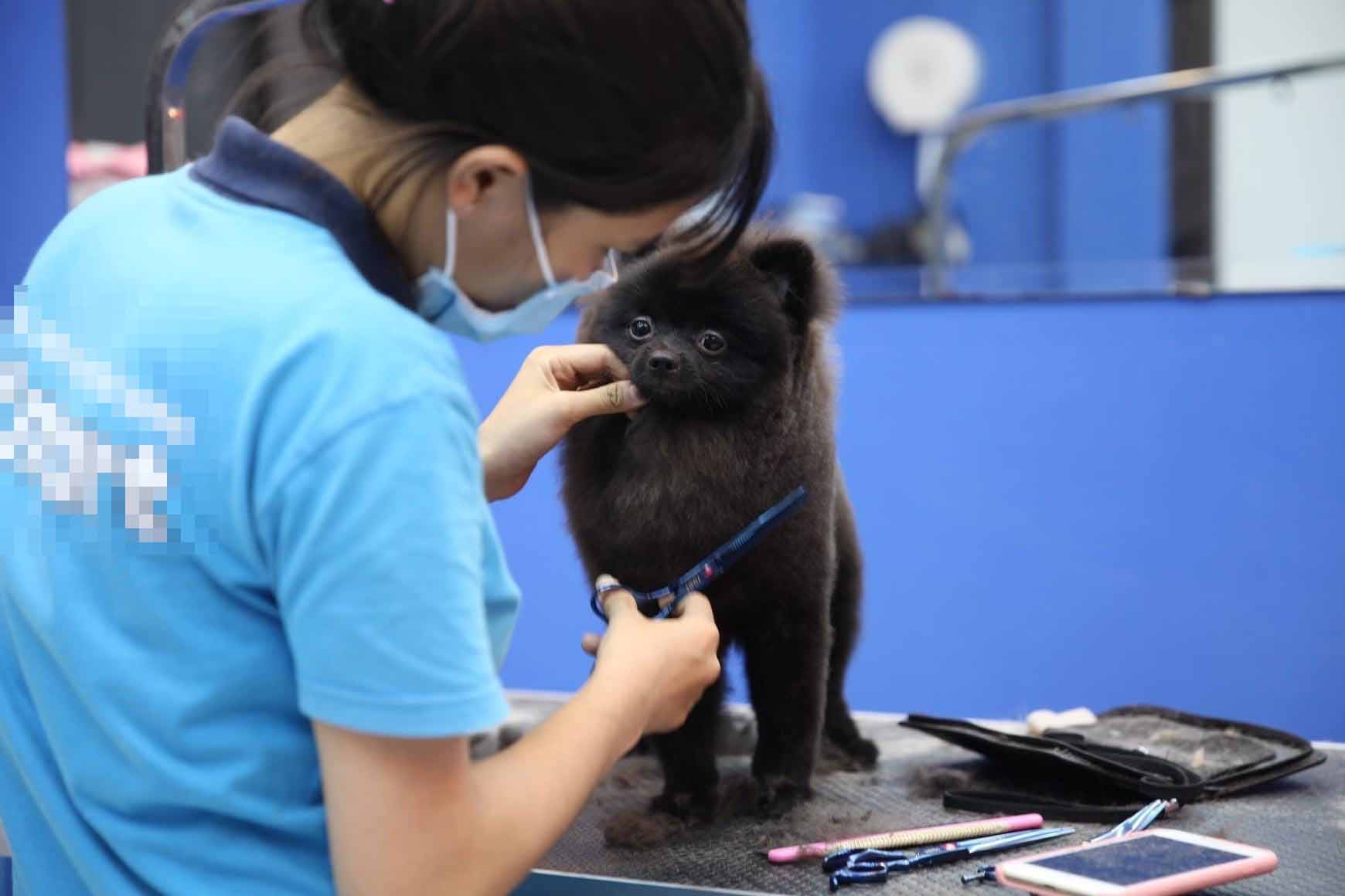 Nở rộ dịch vụ chăm sóc, điều trị cho thú cưng. Ảnh: NVCC