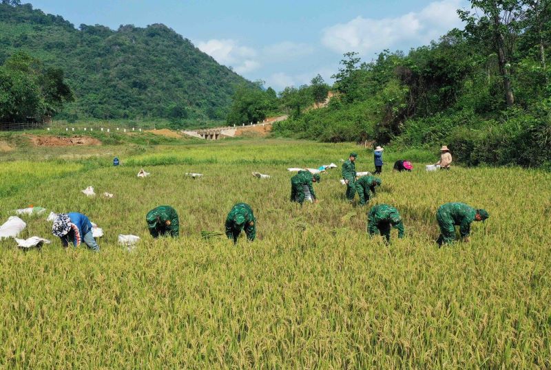 Tranh thủ ngày nắng, lực lượng biên phòng về gặt lúa giúp dân để tránh thiệt hại do mưa lớn. Ảnh: Đồn Biên phòng Hướng Lập.