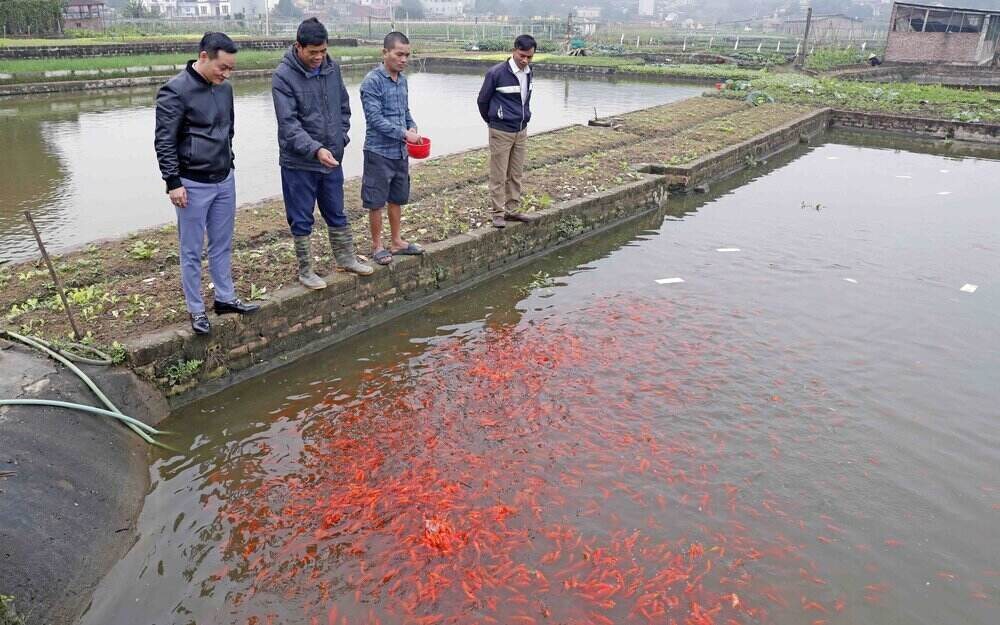 Nông dân huyện Tân Sơn sử dụng vốn vay ưu đãi để nuôi cá chép hồng, mặt hàng bán chạy trong dịp Tết. Ảnh: NHCSXH 