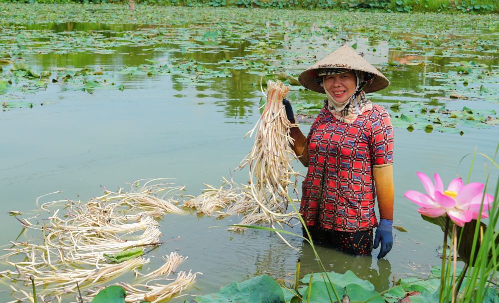 Bà con trên địa bàn huyện Mỹ Tú (Sóc Trăng) có thu nhập ổn định từ việc thu hoạch ngó sen. Ảnh: Phương Anh