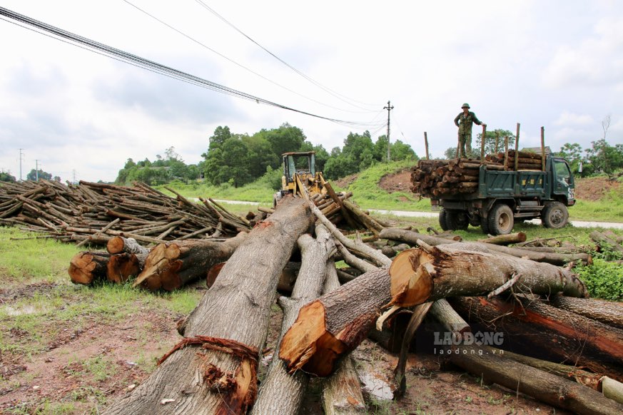 Số gỗ tập kết trái phép đang khẩn trương được di dời khỏi khu vực đất của Dự án đường Bắc Sơn kéo dài. Ảnh: Việt Bắc.