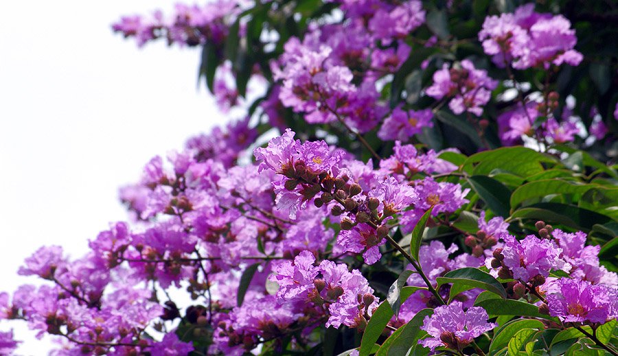 Sắc tím bằng lăng khiến mọi người mê mẩn khi  đi qua nhiều tuyến phố của Hà Nội. Ảnh: Cao Tuấn