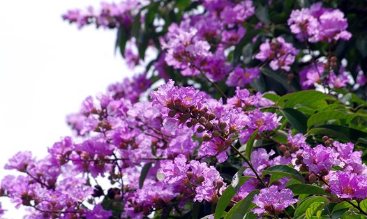 Sắc tím bằng lăng khiến mọi người mê mẩn khi  đi qua nhiều tuyến phố của Hà Nội. Ảnh: Cao Tuấn