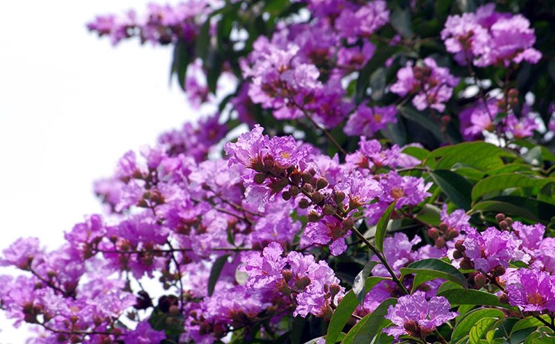 Sắc tím bằng lăng khiến mọi người mê mẩn khi  đi qua nhiều tuyến phố của Hà Nội. Ảnh: Cao Tuấn