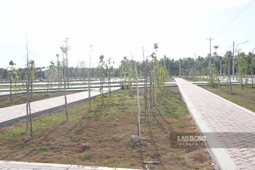 Do khô hạn kéo dài không tưới nước, một số cây trong khu tái định cư dự án khu công nghiệp Phú Thuận đã chết.