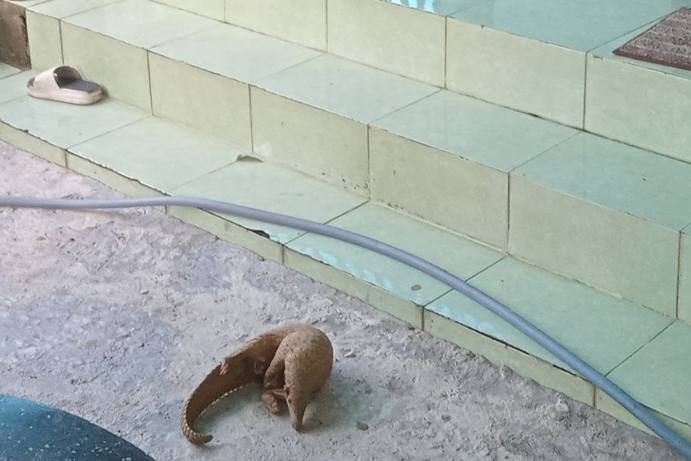 Cá thể tê tê Java được người dân Bình Định bắt giữ và giao nộp lại cho cơ quan chức năng. Ảnh: Đình Chương