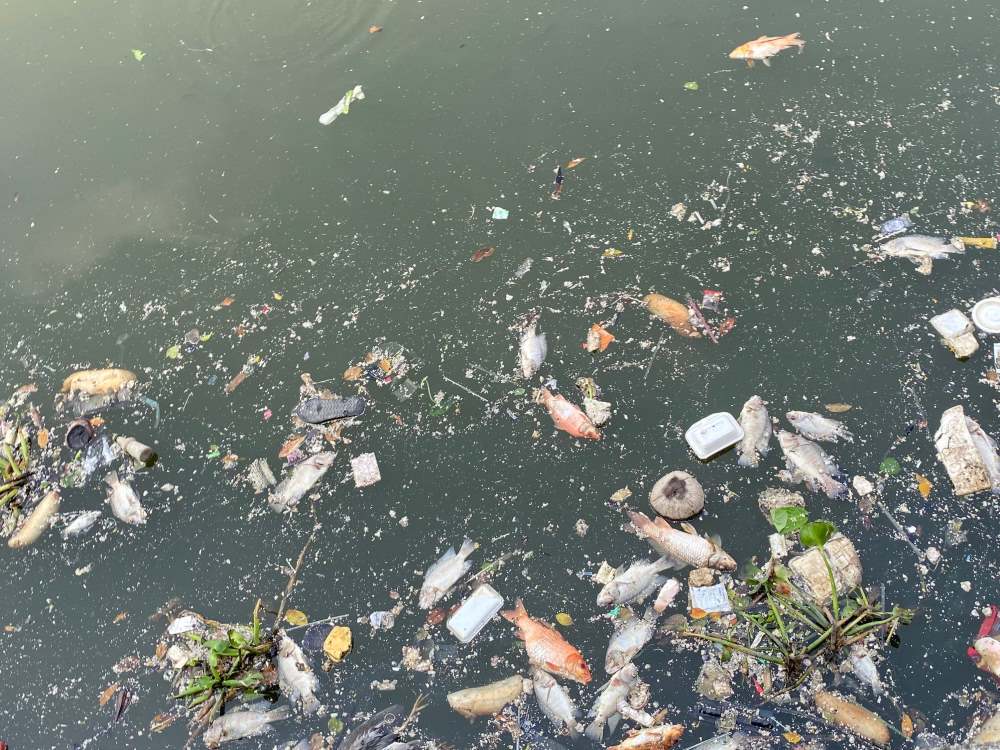Hàng loạt xác cá chết trôi nổi trên kênh Nhiêu Lộc - Thị Nghè (đoạn qua quận Phú Nhuận) bốc mùi hôi thối khi TPHCM xuất hiện những cơn mưa đầu mùa.