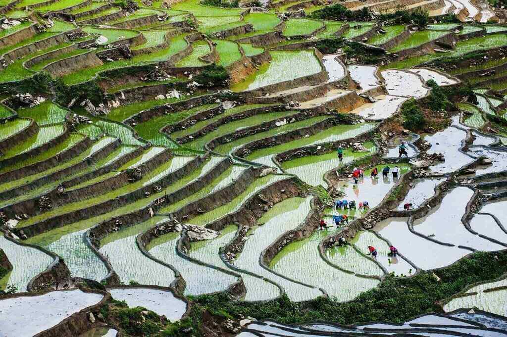 Ngày hội cấy. Ảnh: Nguyễn Tuấn Khoa