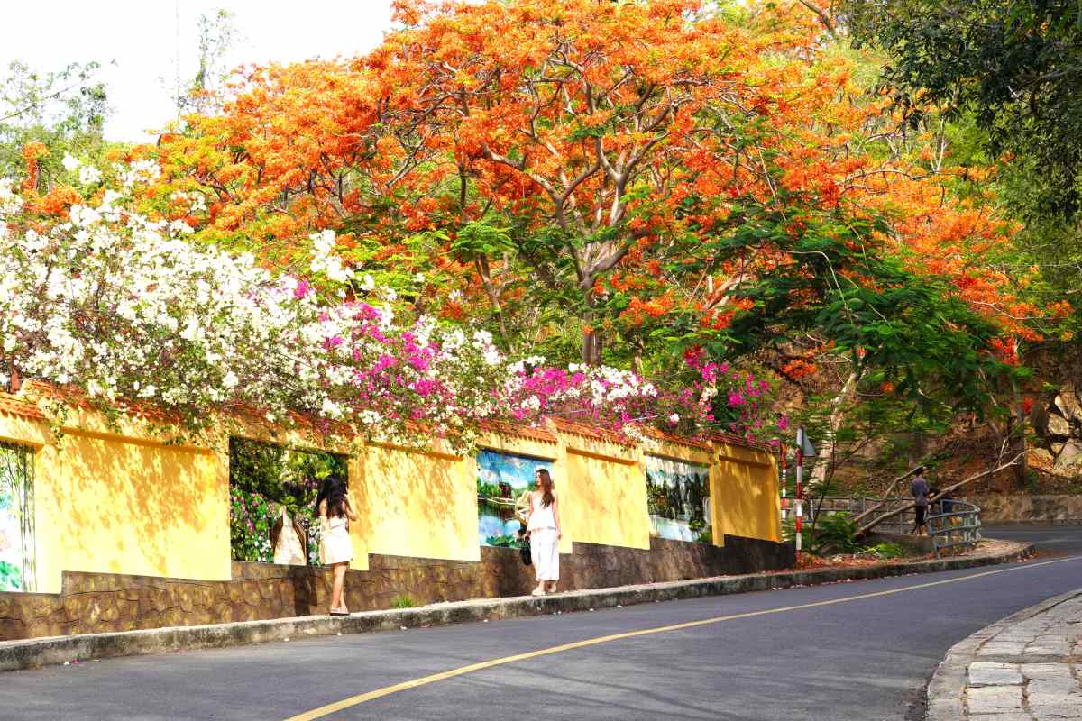 Hoa nở đẹp, nhiều bạn trẻ tranh thủ checkin với màu hoa trên những con đường dẫn lên đỉnh núi như Hải Đăng, ViBa... Ảnh: Thành An.