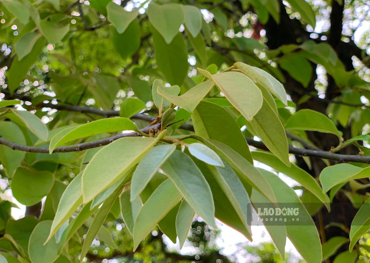 Lá cây thị xanh tốt, tỏa bóng mát khoảng sân rộng là nơi để người dân trong thôn ngồi nghỉ ngơi những buổi trưa hè nóng bức.