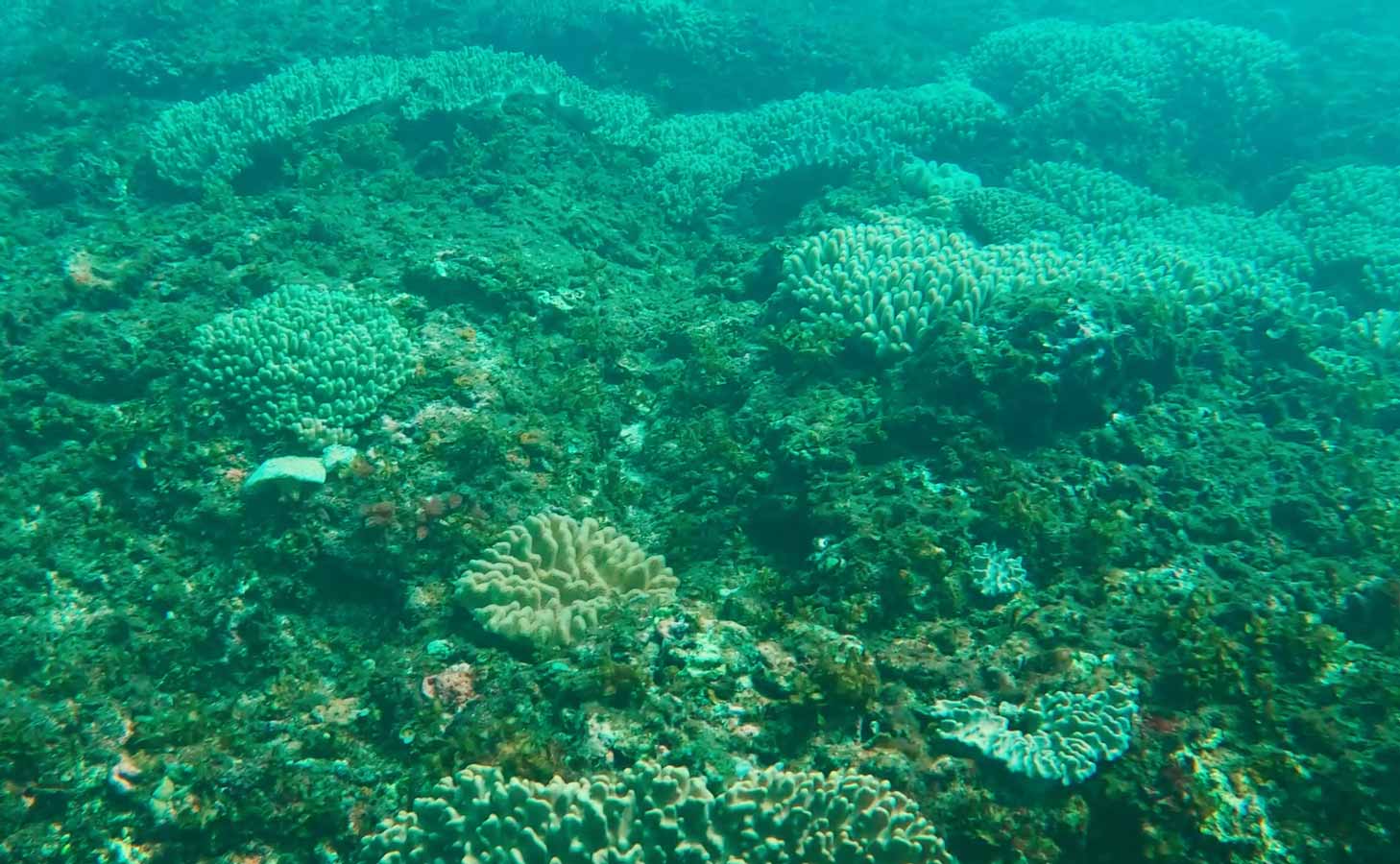 Rặng san hô tại biển Lý Sơn.