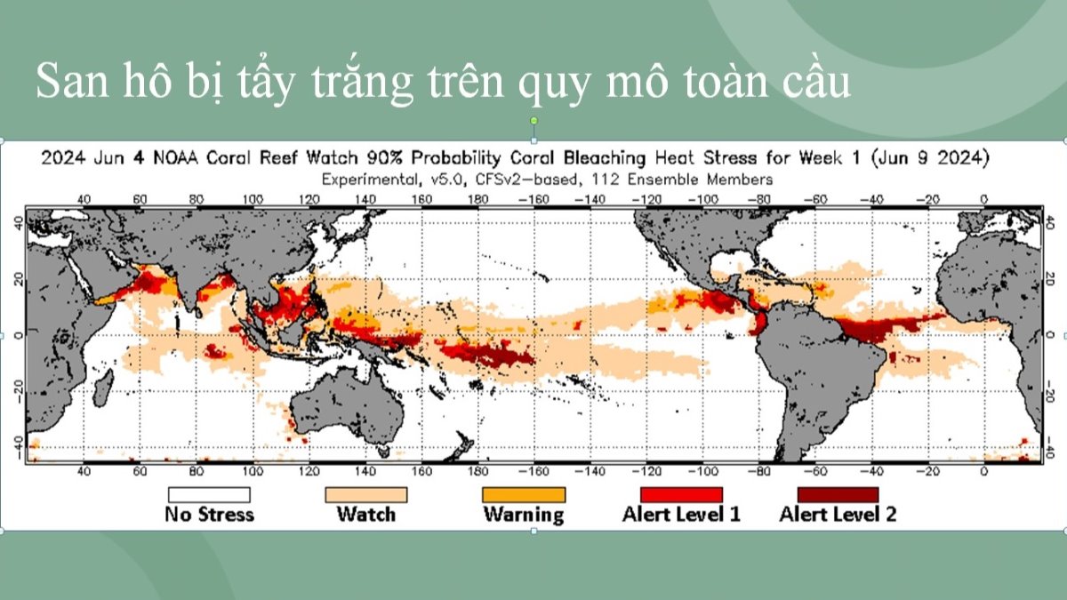 Cấp độ và quy mô tẩy trắng san hô trên toàn cầu theo báo cáo. 