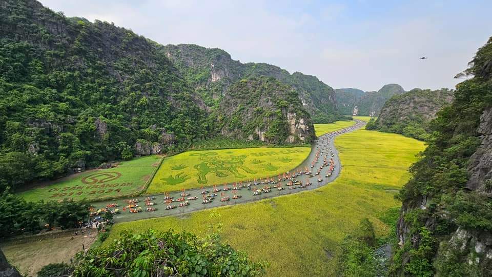 Những năm gần đây, mỗi năm cánh đồng lúa Tam Cốc lại được người dân cấy lúa tạo hình một bức tranh khổng lồ để thu hút khách du lịch đến tham quan. Năm nay, cánh đồng được tạo hình bức tranh “Mục đồng thổi sáo” trên diện tích rộng 10.000m2. Ảnh: Nguyễn Trường