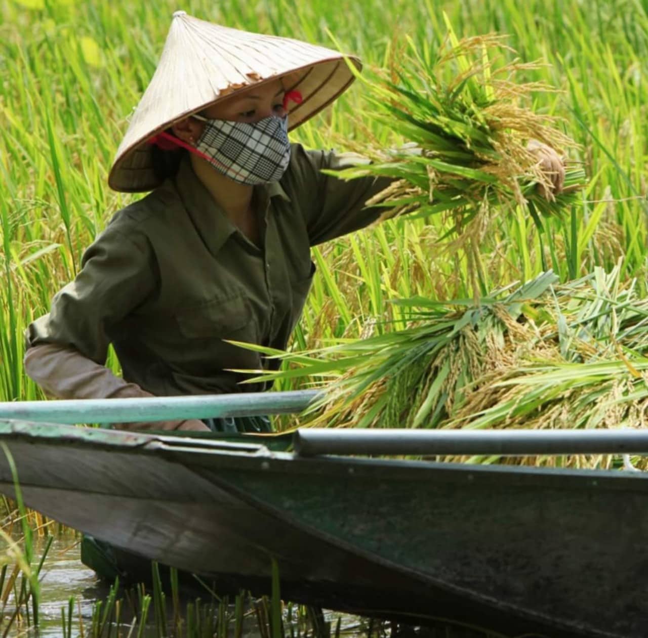 Những ngày này, bà con nông dân thôn Văn Lâm, xã Ninh Hải đang tất bật thu hoạch vụ lúa duy nhất trong năm trồng trên cánh đồng lúa đặc biệt này. Năm nay lúa được mùa, nặng trĩu bông nên người dân rất phấn khởi. Ảnh: Nguyễn Trường